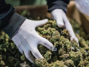The Global Expansion Of THC Markets