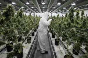 Read more about the article The Global Race For Cannabis Leadership: Which Countries Are Shaping The Future?