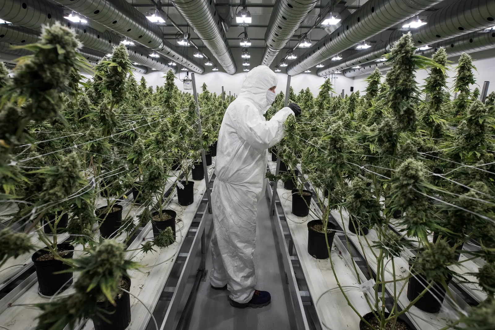 You are currently viewing The Global Race For Cannabis Leadership: Which Countries Are Shaping The Future?