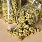 The Most Influential Cannabis Strains Of All Time