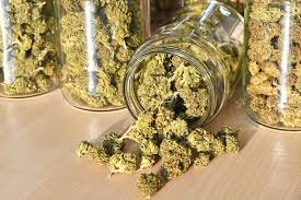 Read more about the article The Most Influential Cannabis Strains Of All Time