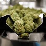 The New Generation Of Cannabis Entrepreneurs Changing The Industry