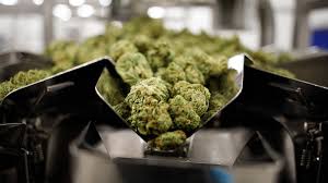 The New Generation Of Cannabis Entrepreneurs Changing The Industry