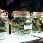 The Rise Of Cannabis Social Clubs Around The World
