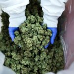 The Rise Of High Potency THC Products