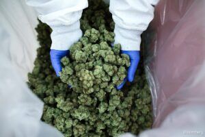 The Rise Of High Potency THC Products