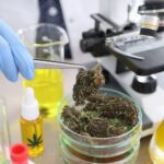 The Science Of Modern Cannabis Formulations