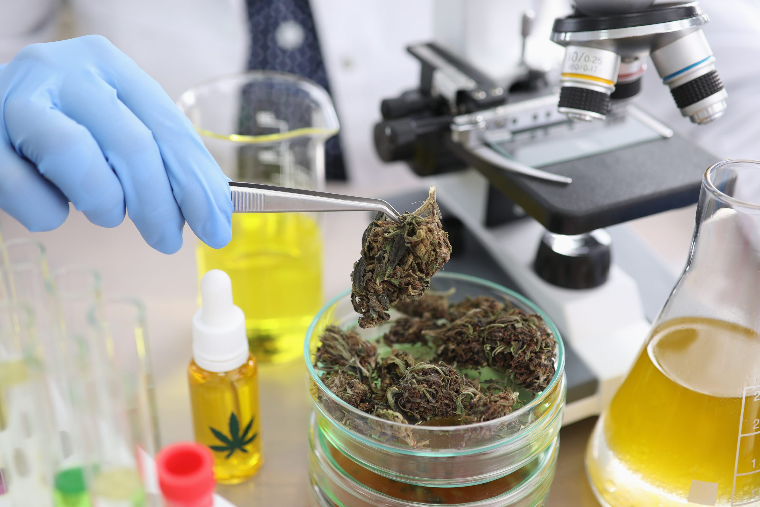 You are currently viewing The Science Of Modern Cannabis Formulations
