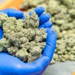 Understanding Cannabis Strains: The Complete Guide To Modern Cannabis Genetics