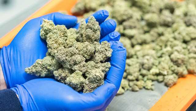 You are currently viewing Understanding Cannabis Strains: The Complete Guide To Modern Cannabis Genetics
