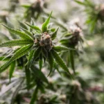 Understanding THC: The Cannabinoid That Shaped Modern Cannabis