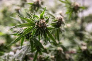 Understanding THC: The Cannabinoid That Shaped Modern Cannabis