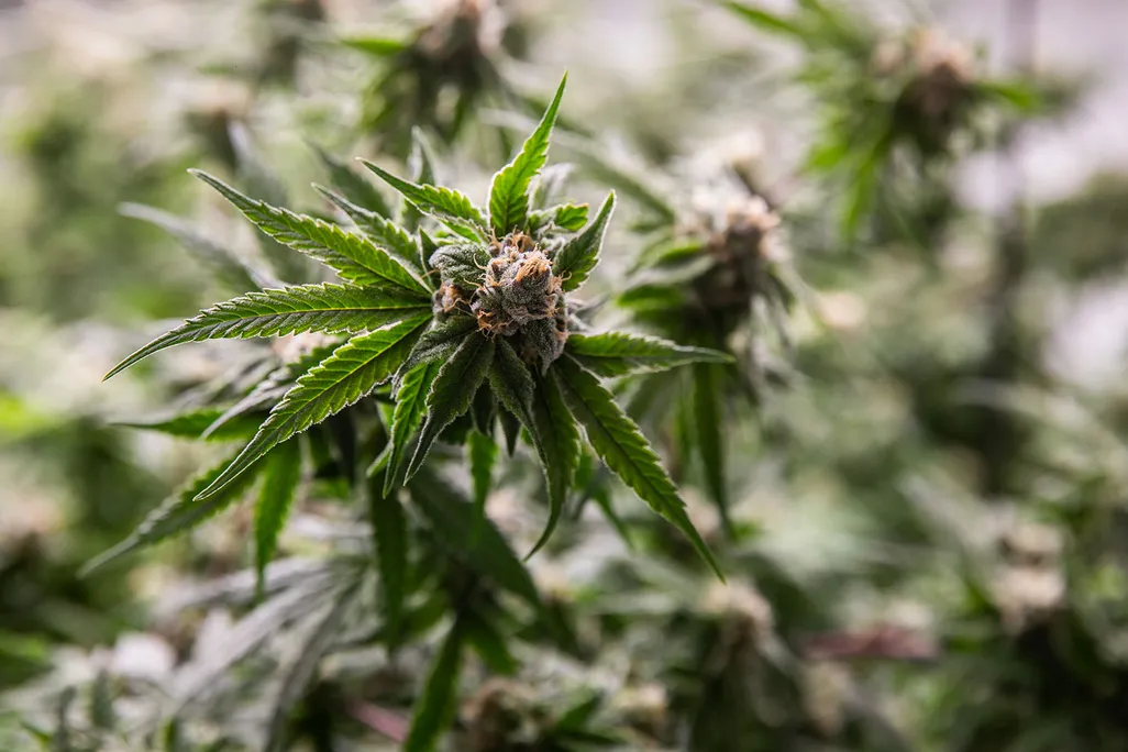 You are currently viewing Understanding THC: The Cannabinoid That Shaped Modern Cannabis