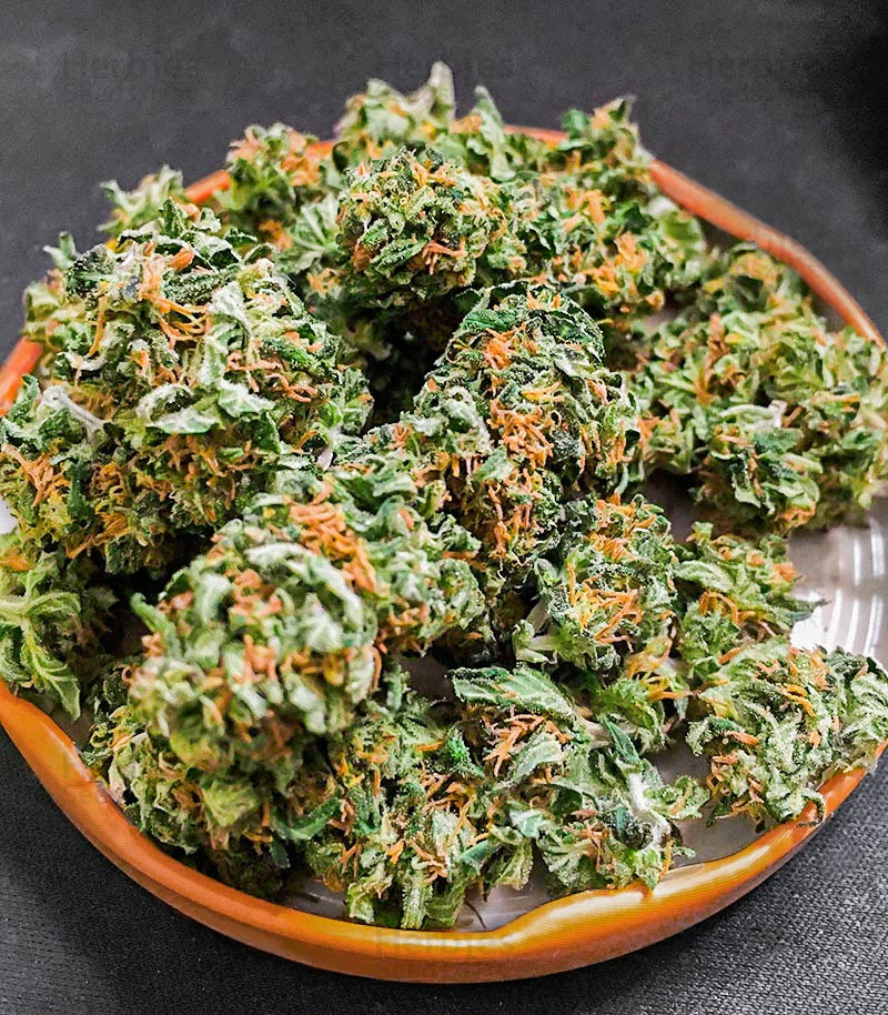 Buy Watermelon Z Cannabis Strain