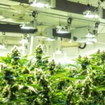 What Will The CBD Industry Look Like In 2035?