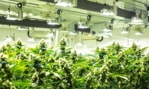Read more about the article What Will The CBD Industry Look Like In 2035?