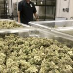 What Will The Cannabis Industry Look Like In 2035?