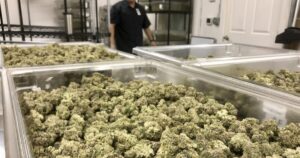 What Will The Cannabis Industry Look Like In 2035?