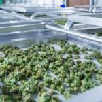 Why Cannabis Tourism Is Becoming A Global Travel Trend