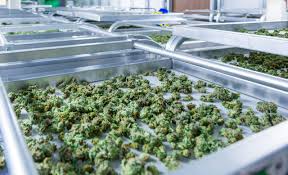 Why Cannabis Tourism Is Becoming A Global Travel Trend