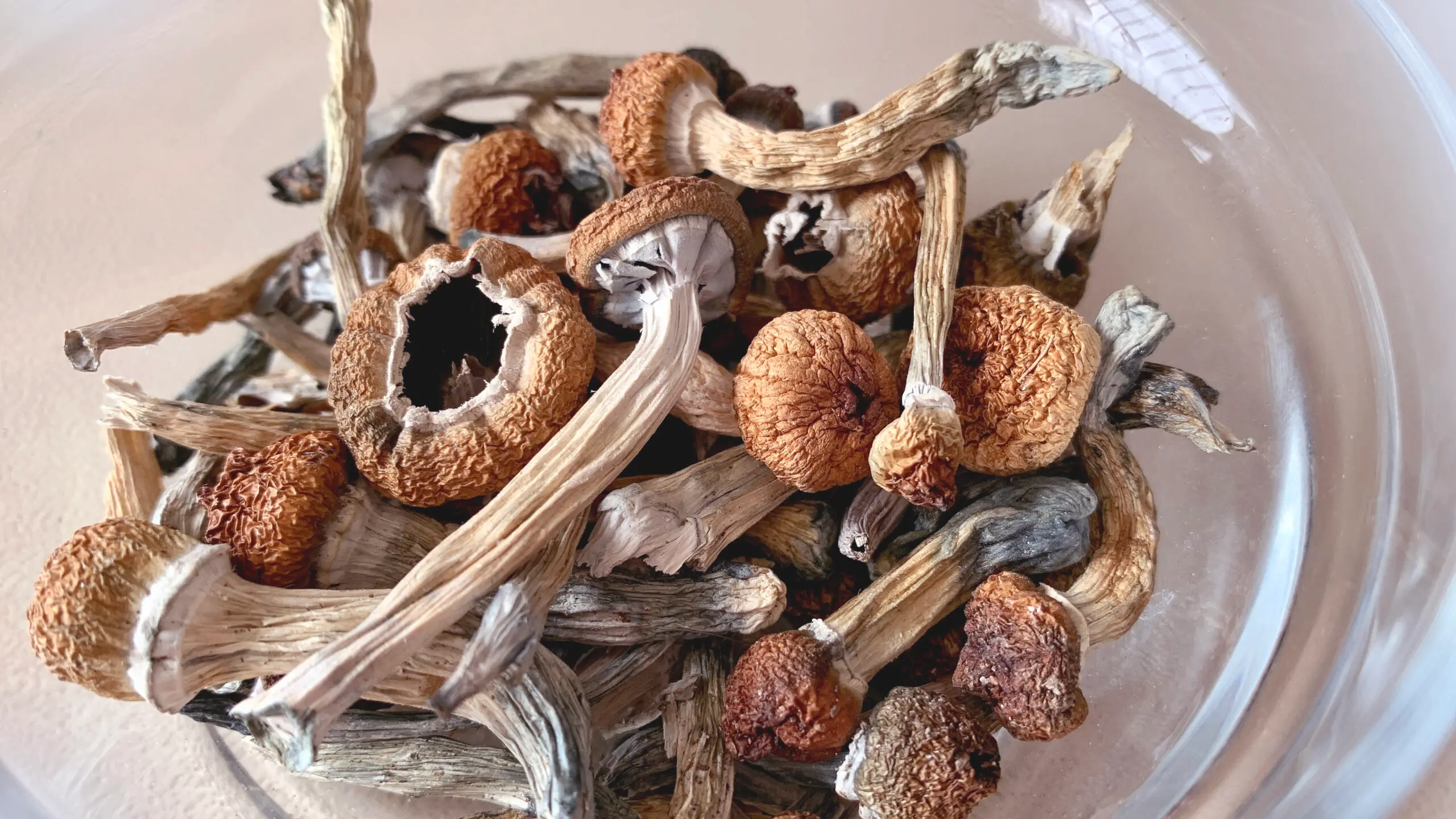 psychedelic mushrooms